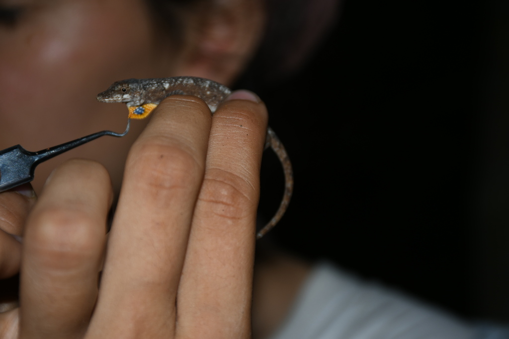 Yucatán Silky Anole