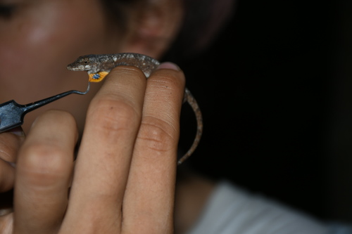 Yucatán Silky Anole