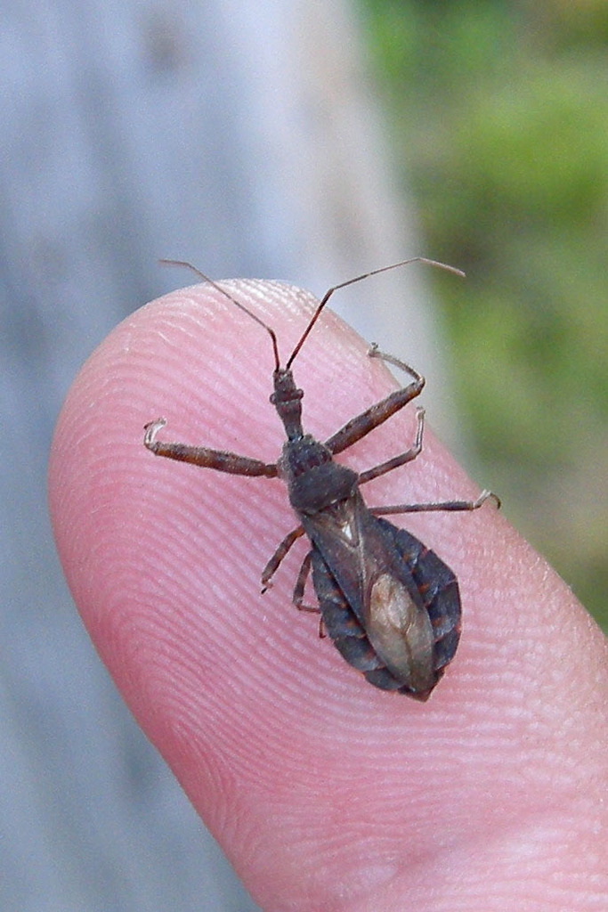 Acholla multispinosa