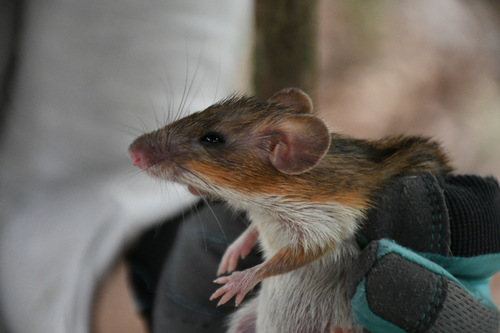 Gaumer's Spiny Pocket Mouse