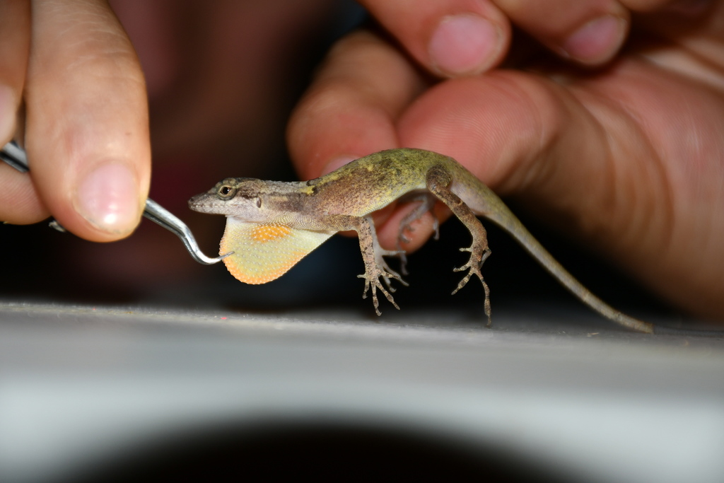 Chiapas Smooth Anole [microlepis]