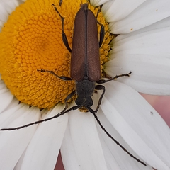 Trachysida mutabilis