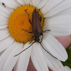 Trachysida mutabilis