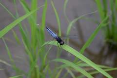 Lyriothemis pachygastra