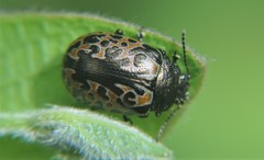 Calligrapha multipustulata