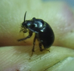 Odonteus armiger