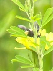 Bombus pensylvanicus