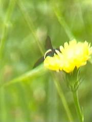 Bombus pensylvanicus