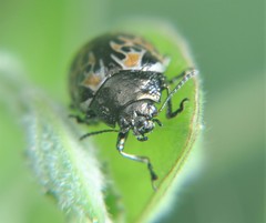 Calligrapha multipustulata