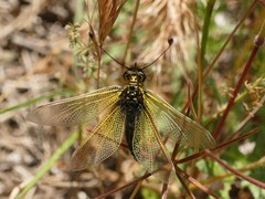 Libelloides ictericus
