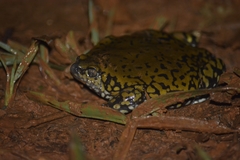 Dermatonotus muelleri