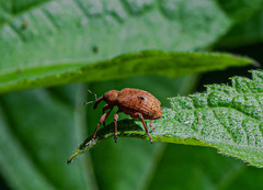 Hyperinae