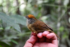 Tunchiornis ochraceiceps
