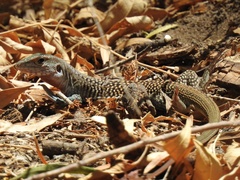 Aspidoscelis marmoratus