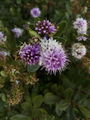 Veronica × andersonii