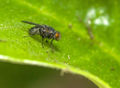 Diptera