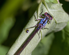 Ischnura cervula
