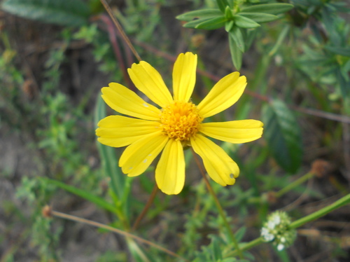 Calea angusta