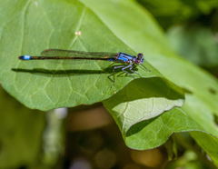 Ischnura cervula