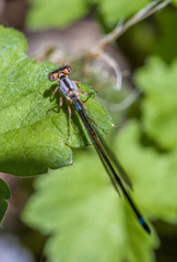 Ischnura cervula
