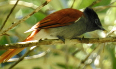 Terpsiphone viridis granti