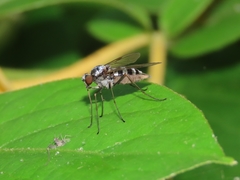 Chrysopilus fasciatus