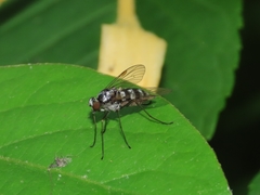 Chrysopilus fasciatus