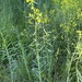 Leafy Spurge - Photo (c) David Schiappa, some rights reserved (CC BY-NC), uploaded by David Schiappa