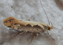 Ornativalva erubescens