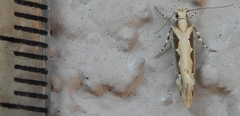 Ornativalva erubescens