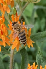 Apis mellifera