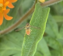 Toxomerus marginatus