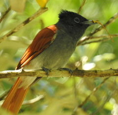 Terpsiphone viridis granti