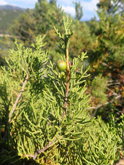 Juniperus turbinata