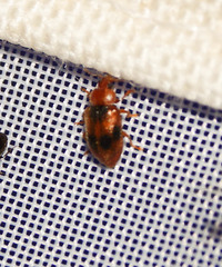 Coccidula scutellata