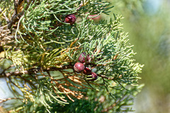 Juniperus turbinata