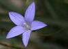 Australian Bluebell - Photo (c) Philip Bouchard, some rights reserved (CC BY-NC-ND)