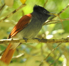 Terpsiphone viridis granti