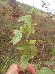 Passiflora giberti