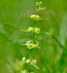 Cruciata glabra