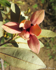 Duguetia furfuracea