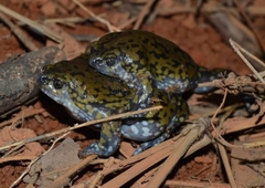 Dermatonotus muelleri