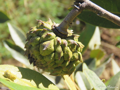 Duguetia furfuracea