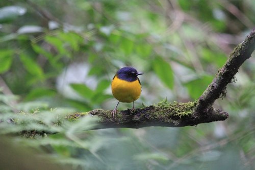 Pogonocichla stellata