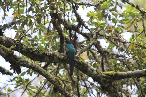 Bar-tailed Trogon (Apaloderma vittatum), photo 9