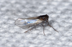 Isodelphax basivitta