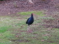 Porphyrio melanotus melanotus