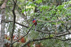 Apaloderma vittatum