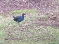 Porphyrio melanotus melanotus