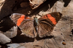 Adelpha lycorias lycorias